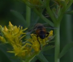 Eristalis tenax