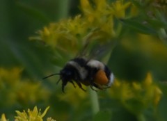 Bombus