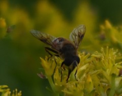 Eristalis tenax