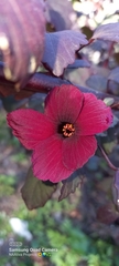 Hibiscus acetosella