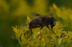Eristalis tenax