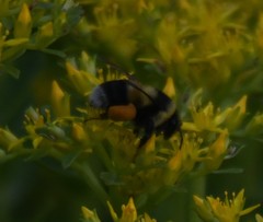 Bombus