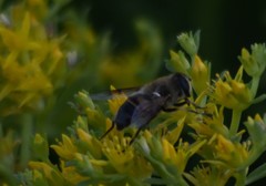 Eristalis tenax