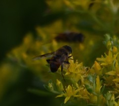 Eristalis tenax