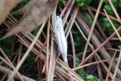 Crambus saltuellus
