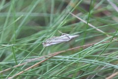 Crambus saltuellus