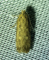 Platyedra subcinerea