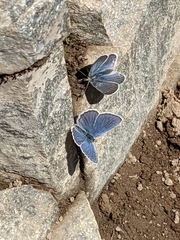 Plebejus anna