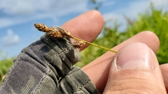 Carex alata