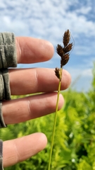 Carex alata