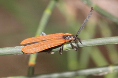 Trichalus ampliatus