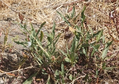 Rumex californicus