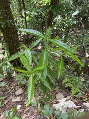 Stenostomum resinosum