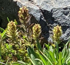 Castilleja cryptantha