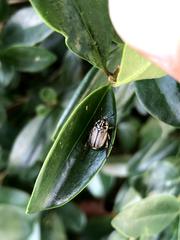 Anomala takasagoensis