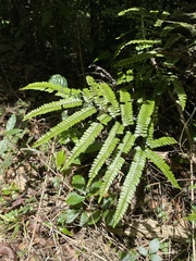 Adiantum pyramidale