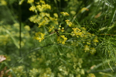 Ceriana vespiformis