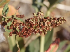 Rumex californicus
