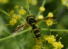 Ceriana vespiformis