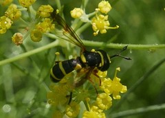 Ceriana vespiformis