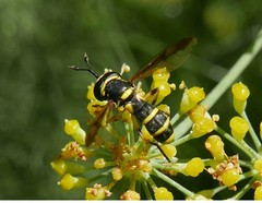 Ceriana vespiformis