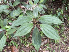 Miconia laevigata