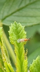 Megastigmidae