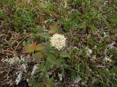 Spiraea stevenii
