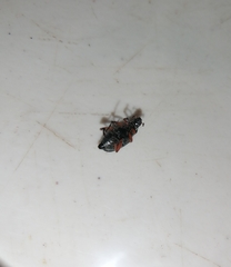 Macrodactylus mexicanus