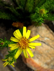 Senecio pinifolius