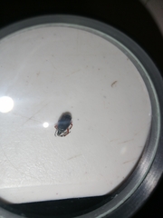 Macrodactylus mexicanus