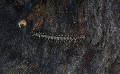 Tasmaniosoma