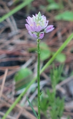 Polygala mariana