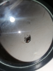 Macrodactylus mexicanus