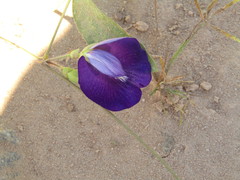 Centrosema brasilianum