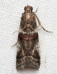 Acrobasis vaccinii