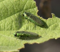 Agaeocera scintillans