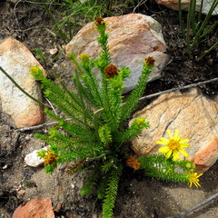 Senecio pinifolius