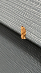 Choristoneura rosaceana