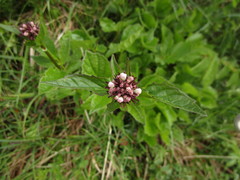 Valeriana capitata