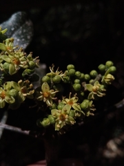 Vepris fitoravina