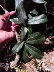 Vepris fitoravina