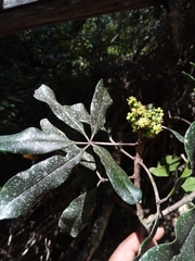 Vepris fitoravina