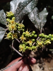 Vepris fitoravina