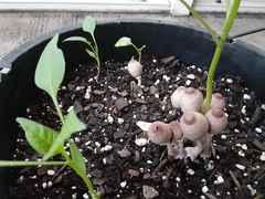 Leucocoprinus ianthinus