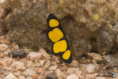 Cyllopoda jatropharia