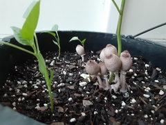 Leucocoprinus ianthinus