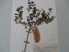 Alvaradoa amorphoides