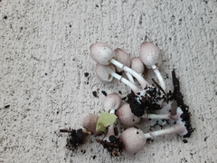 Leucocoprinus ianthinus