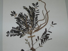 Alvaradoa amorphoides